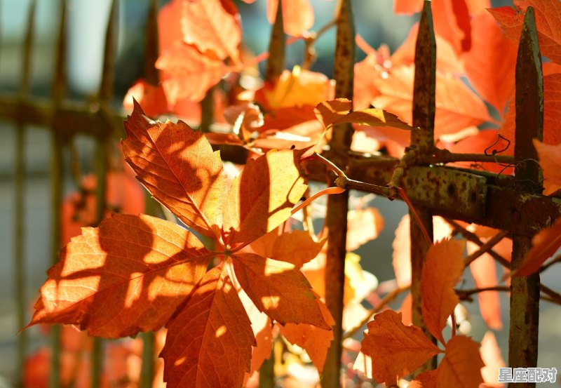 立春习俗十条_南方过年习俗有哪些 - 星座运势