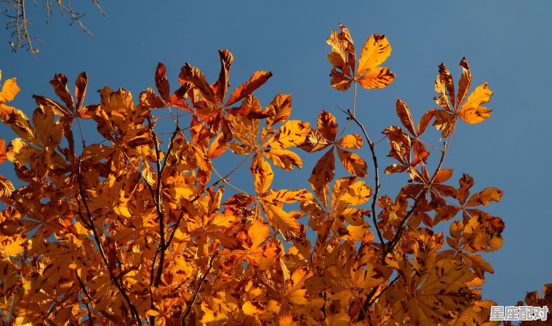 属蛇AB型巨蟹座和属马的O型的巨蟹座的人在一起,属马巨蟹座男生的性格 - 星座运势