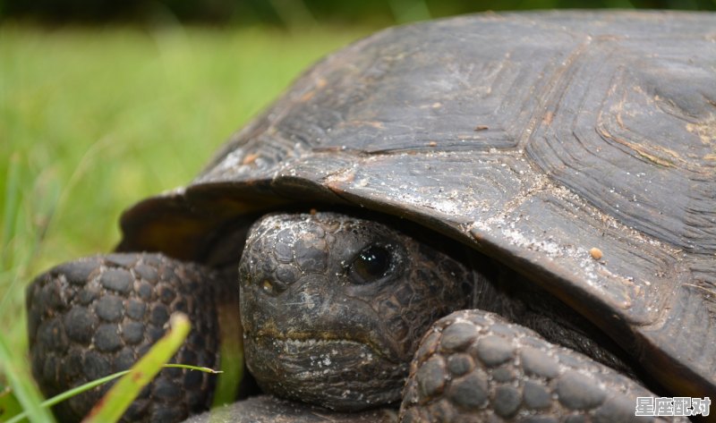 新指什么动物_千年变化无限新猜一动物 - 星座运势