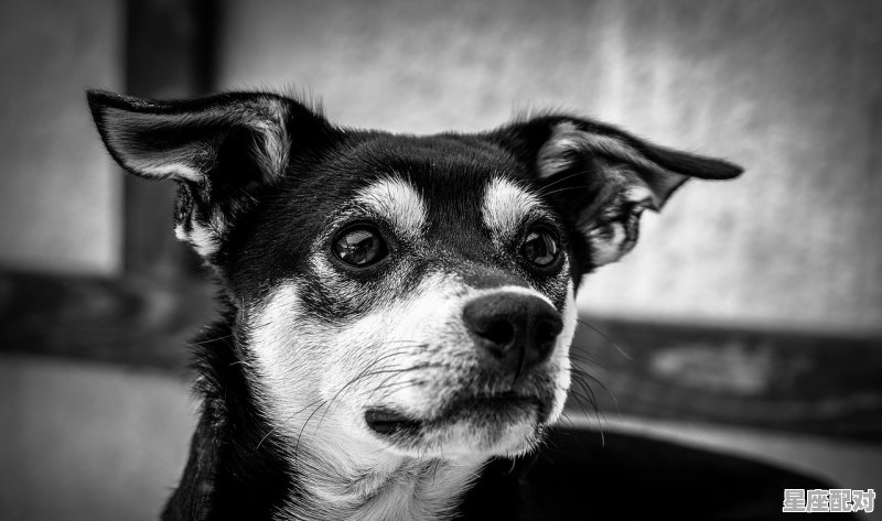 袜子找不到了有什么寓意_梦到朋友家 - 星座运势