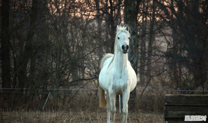 属马蛇人2020年运势运程情感,广东今日生肖运势 - 星座运势