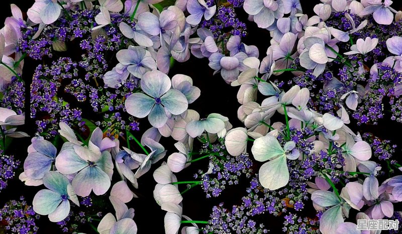 1月份是什么星座,1月份什么星座 - 星座运势