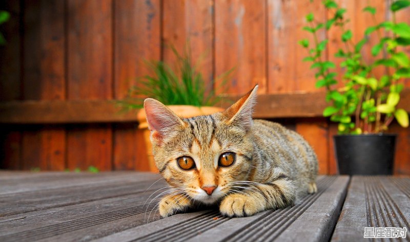 大猫咬小猫怎么回事,梦到猫咬猫 - 星座运势