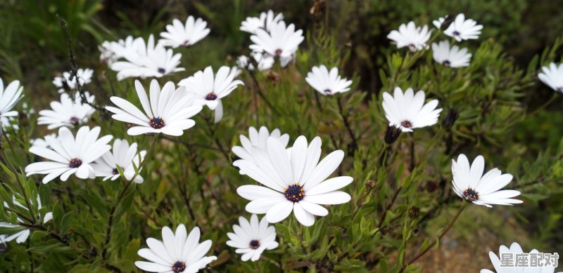 12月21号阴历是什么星座啊_农历腊月1月20出生是什么星座 12月21号阴历是什么星座啊_农历腊月1月20出生是什么星座 - 星座运势
