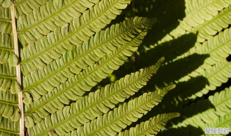 未是什么结构，未是什么生肖 - 星座运势