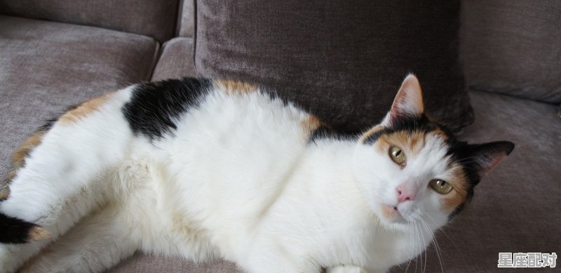 啼饥号寒形容什么动物,寒是什么生肖 - 星座运势