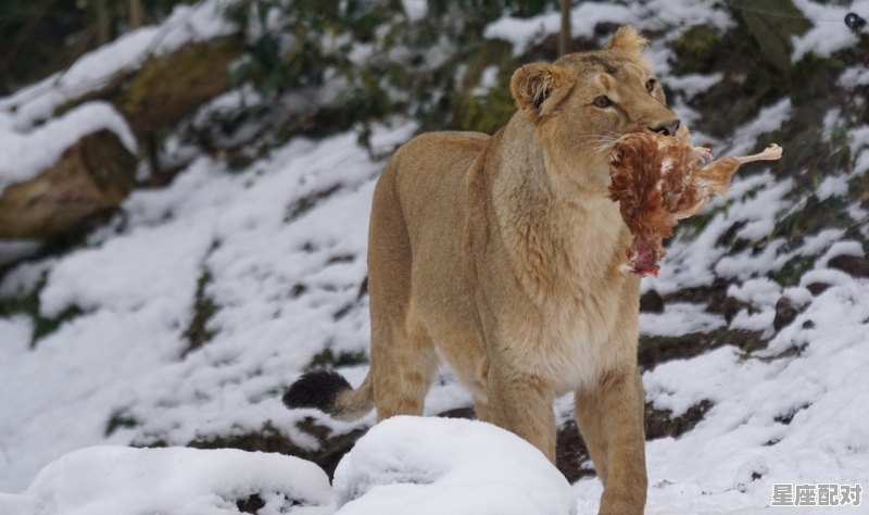 左边不是右边是是指什么生肖_不是同类无法沟通打一动物 左边不是右边是是指什么生肖_不是同类无法沟通打一动物 - 星座运势
