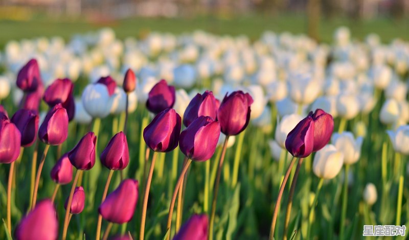 12月13日特吉运势,2021属鸡今日运势 12月13日特吉运势,2021属鸡今日运势 - 星座运势