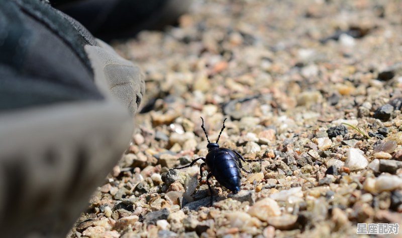 大米生虫是什么兆头,梦到大米 - 星座运势