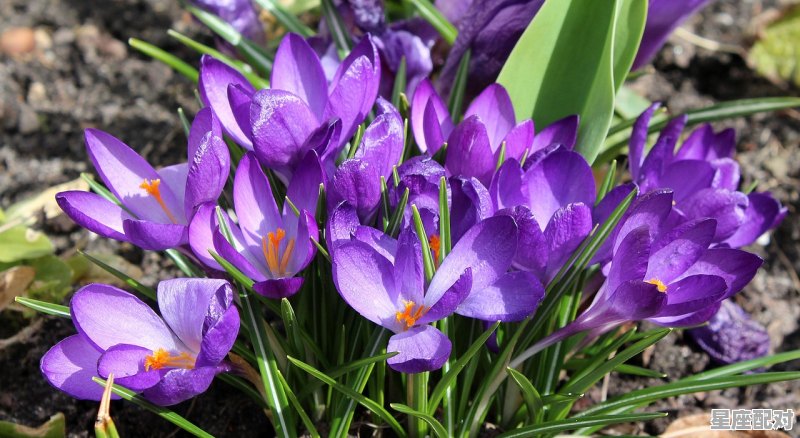 射手座适合和什么星座谈恋爱,什么星座配对完美的人最好 射手座适合和什么星座谈恋爱,什么星座配对完美的人最好 - 星座运势