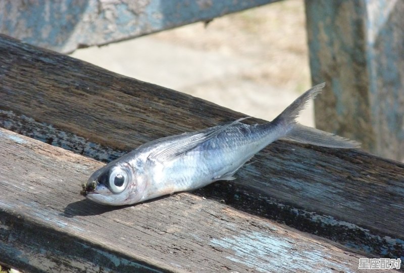 梦到苍蝇,梦到苍蝇 梦到苍蝇,梦到苍蝇 - 星座运势