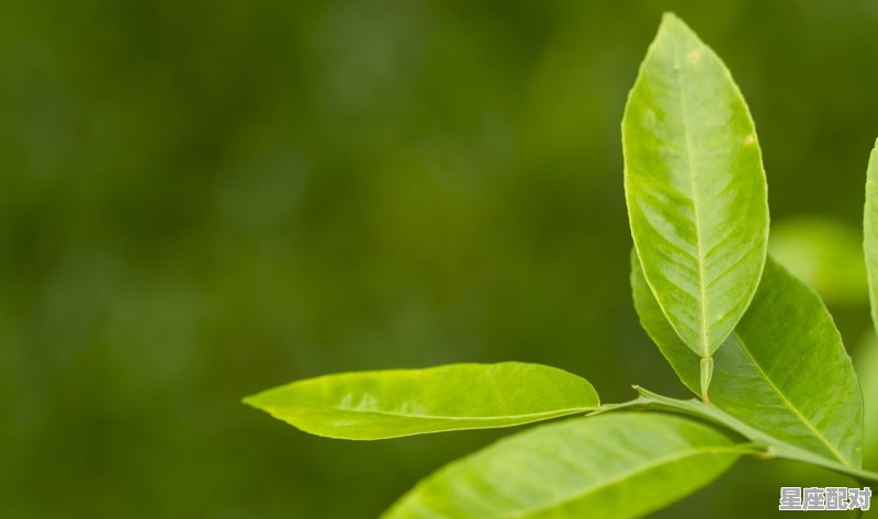 立春躲春的正确方法，立春习俗躲春怎么躲 - 星座运势