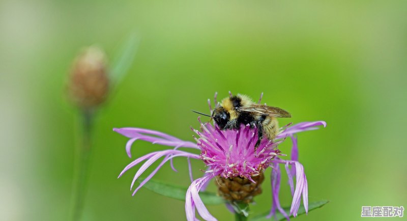 蛇从人的身体爬过好不好，梦到蛇好不好 - 星座运势