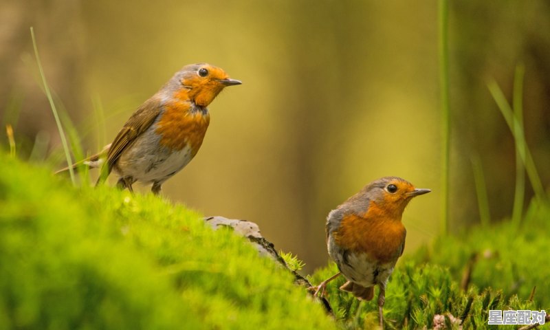 山东春繁最佳时间，山东立春习俗 - 星座运势