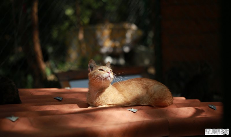 蓝海红日月光照打一数字_日月代表什么动物 - 星座运势