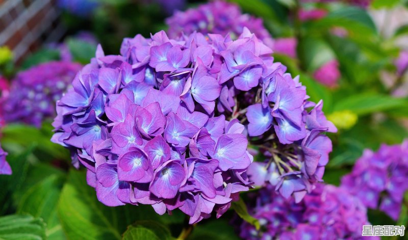 农历四月份出生的是什么星座，农历四月是什么星座 - 星座运势