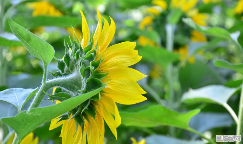 A型血白羊女生的性格特点，a型血白羊座女人性格 - 星座运势