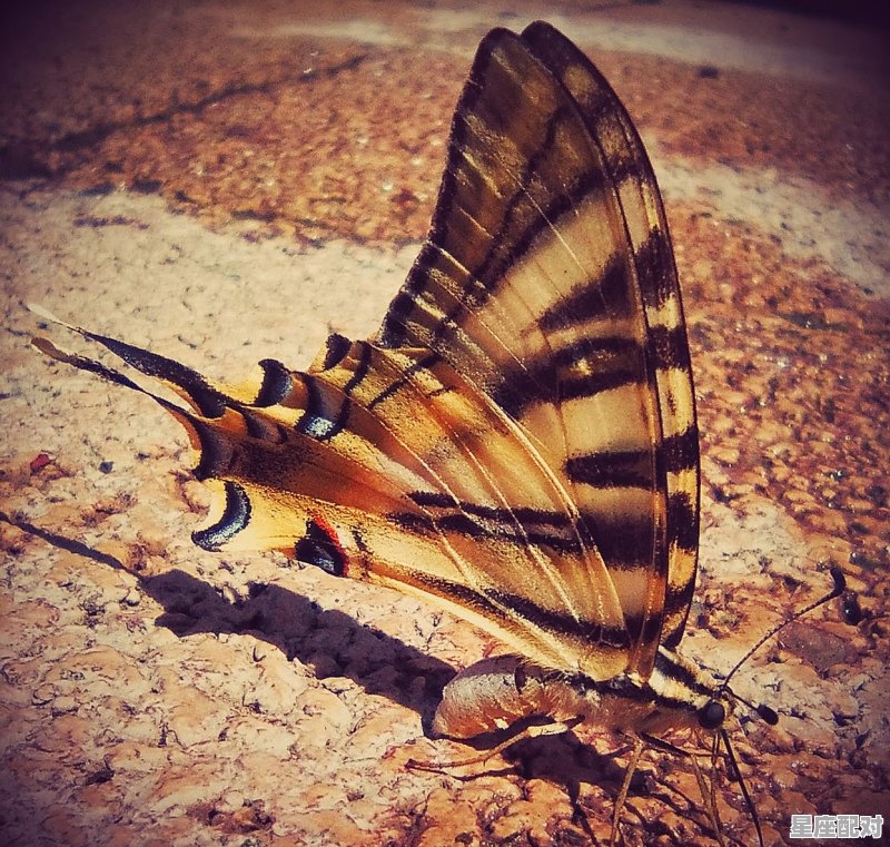 鲨鱼的寓意，梦到鲨鱼 - 星座运势