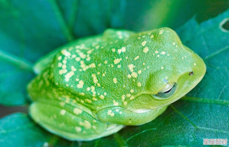 雨过天晴是什么动物,太阳是什么生肖 雨过天晴是什么动物,太阳是什么生肖 - 星座运势