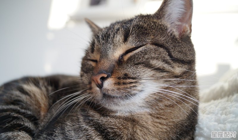 财神是指什么动物_奉若神明指什么动物 - 星座运势