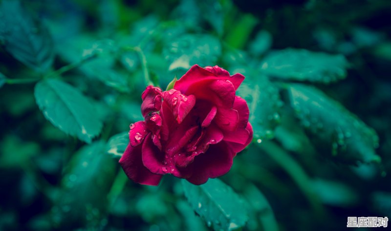 桃花运最旺星座排名,什么星座有桃花远 桃花运最旺星座排名,什么星座有桃花远 - 星座运势