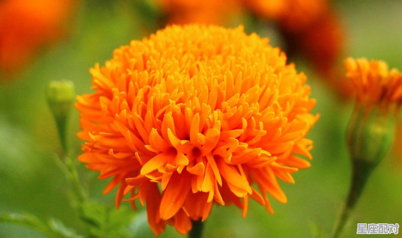 12月巨蟹将面临的变动_群星摩羯有什么特点 12月巨蟹将面临的变动_群星摩羯有什么特点 - 星座运势