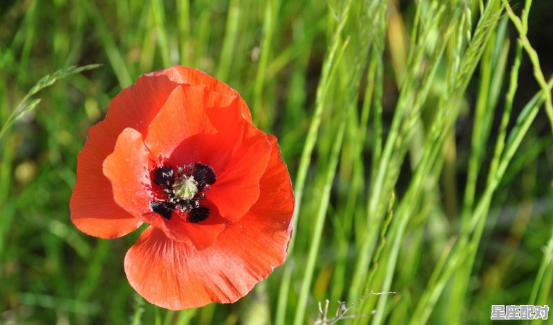 红花是什么动物，红花是什么生肖 - 星座运势