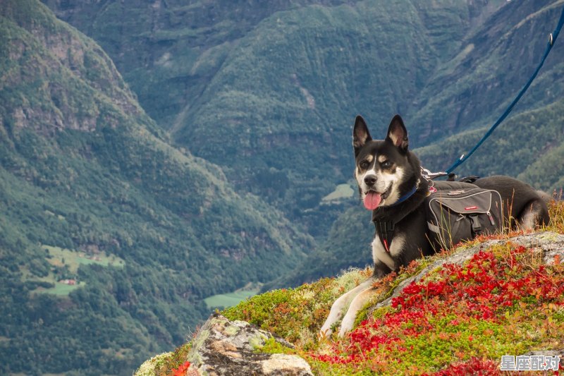 万里春归山水观指什么动物_聚是什么生肖 - 星座运势