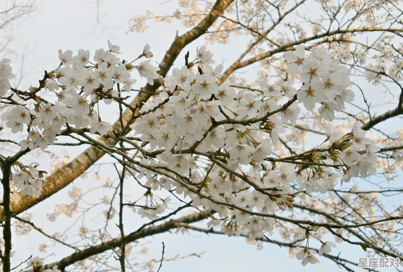 梅花盛开指什么动物,梅花是什么生肖 - 星座运势