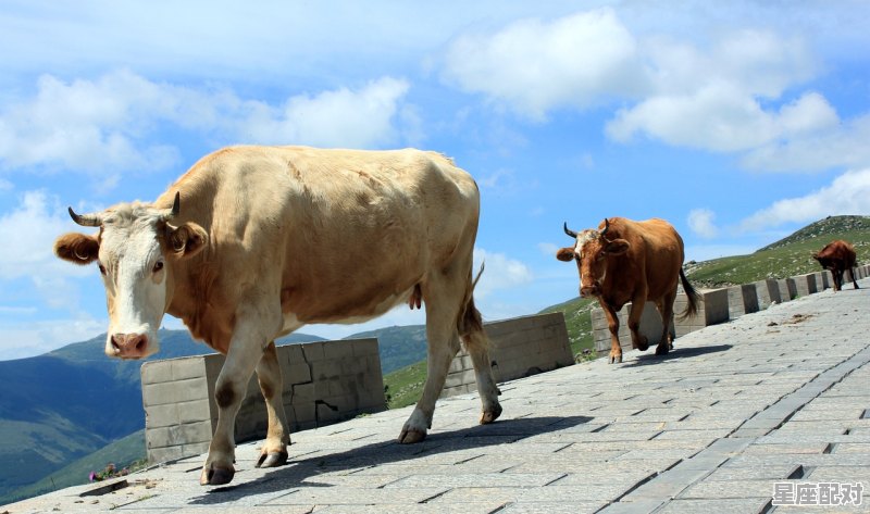 财神是指什么动物_金牛出门迎财神是代表没有牛吗 - 星座运势