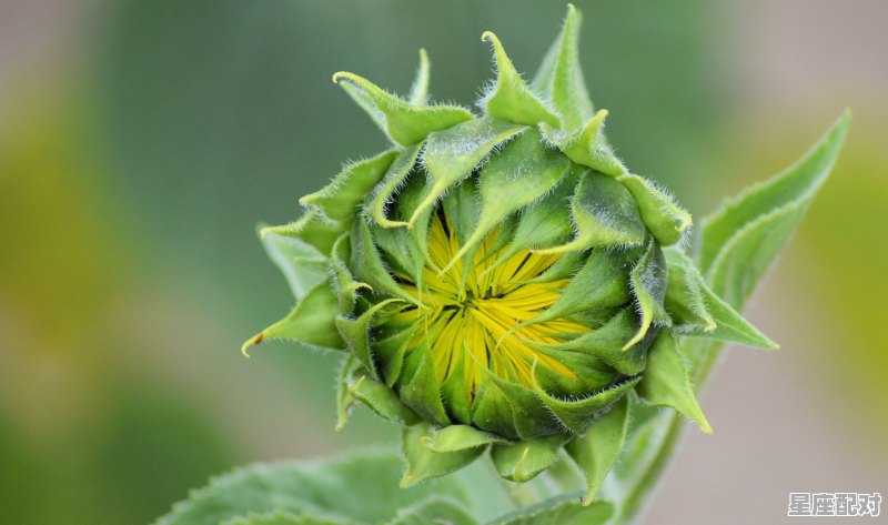 11月有哪些星座,有11月什么星座 - 星座运势