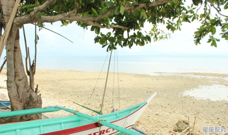 乌龟放生又回来了预示什么，梦到放生 - 星座运势