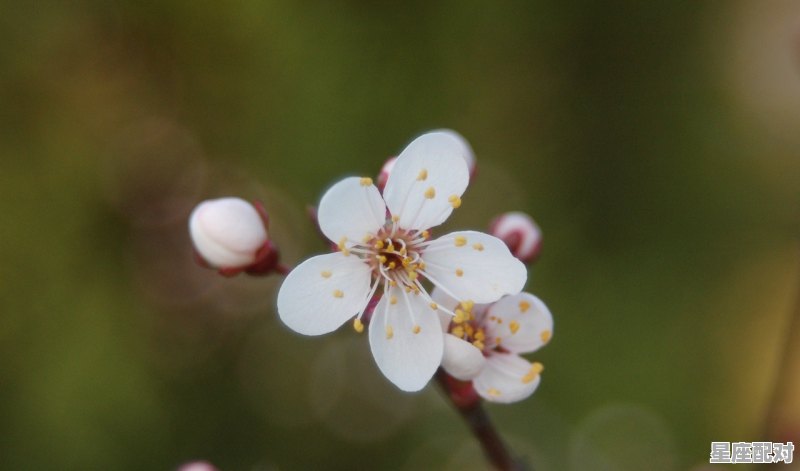 梅花盛开指什么动物,梅是什么生肖 - 星座运势