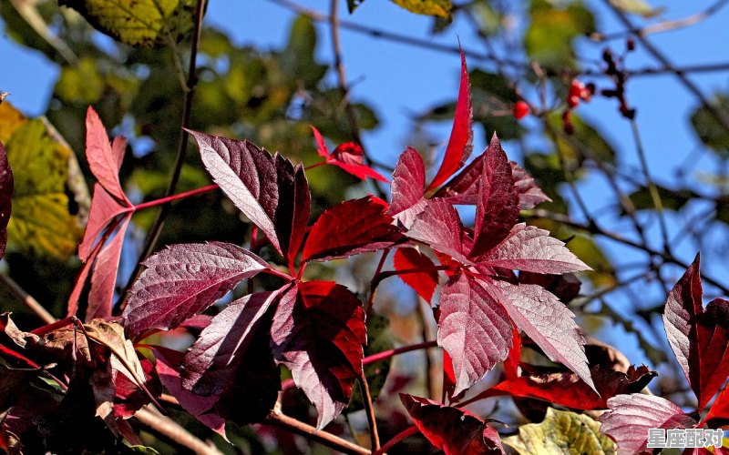 19年是什么属相的年，19年什么生肖 - 星座运势