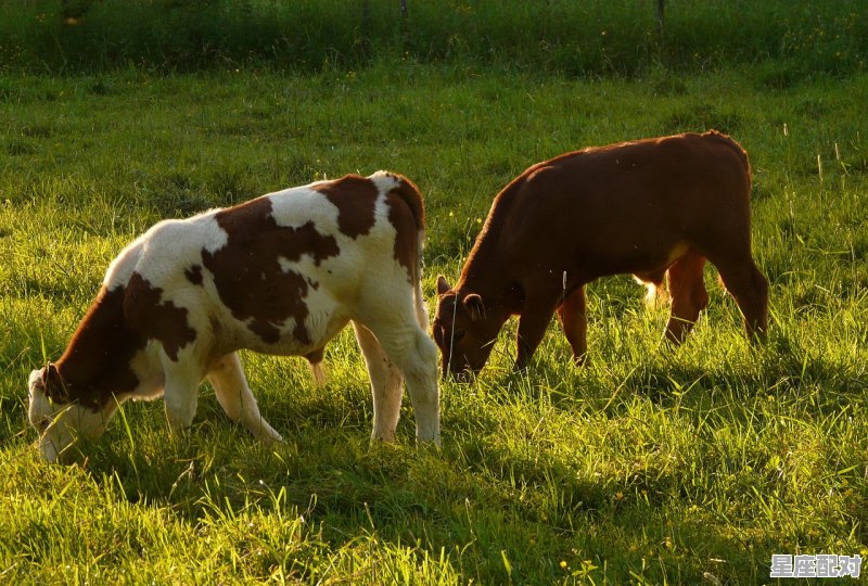 1973年属牛是什么星座,属牛的星座是什么 1973年属牛是什么星座,属牛的星座是什么 - 星座运势