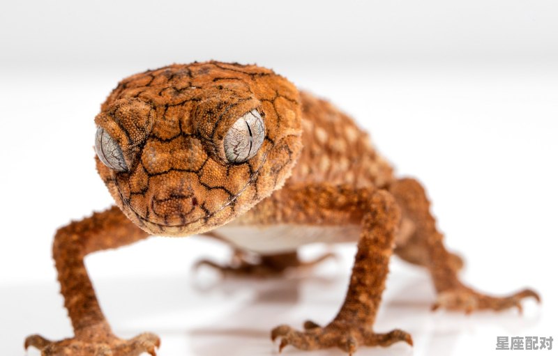 粗茶淡水人生福主要是指什么动物，福指什么生肖 - 星座运势