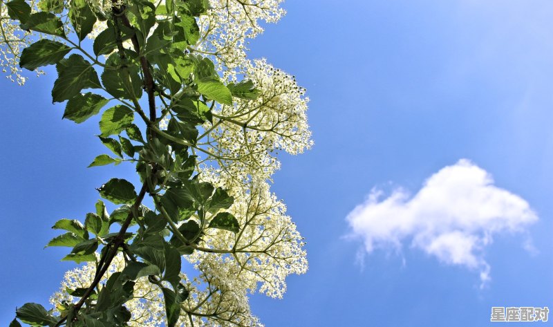 昌浩名字含义_叫梓浩寓意是什么 - 星座运势