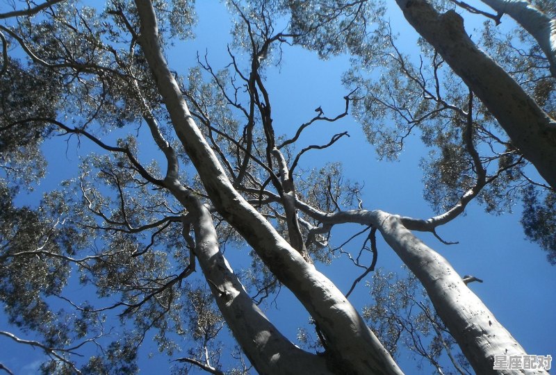 中庭地白树栖鸦,冷露无声湿桂花。《树》打一动物名_中庭地白树栖鸦,冷露无声湿桂花,打一动物 中庭地白树栖鸦,冷露无声湿桂花。《树》打一动物名_中庭地白树栖鸦,冷露无声湿桂花,打一动物 - 星座运势