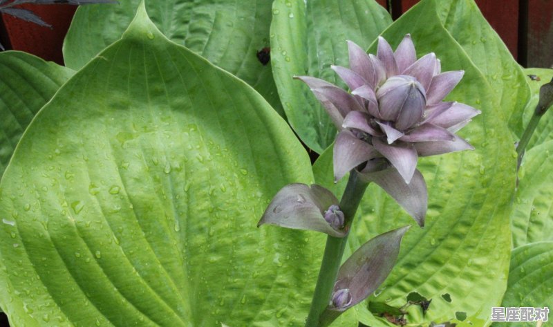 桃红柳绿映春辉，十六姑娘巧样妆，打一动物,巧是什么生肖 - 星座运势