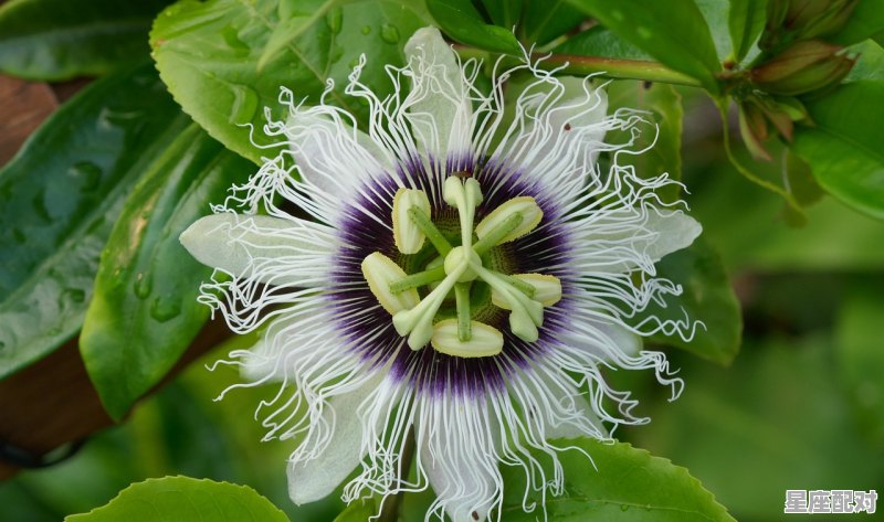 不同年份的摩羯座女的性格,属马魔蝎座男生性格 - 星座运势