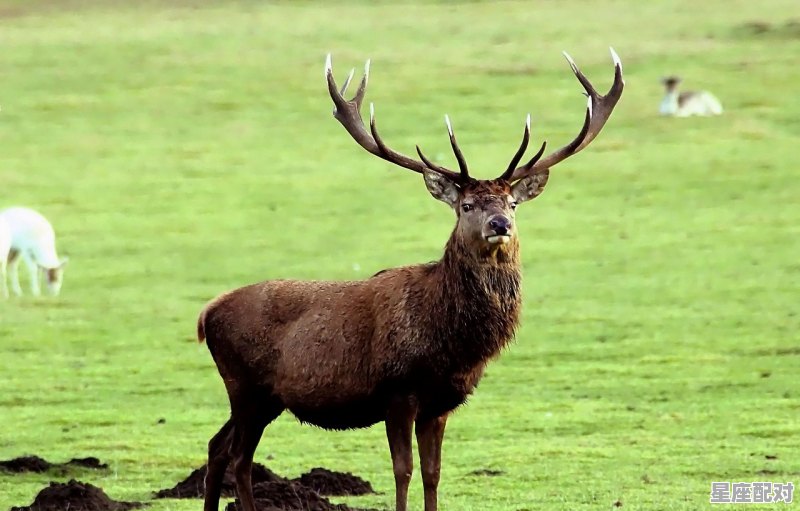 春秋战国烽火乱是什么动物,火指什么生肖 - 星座运势