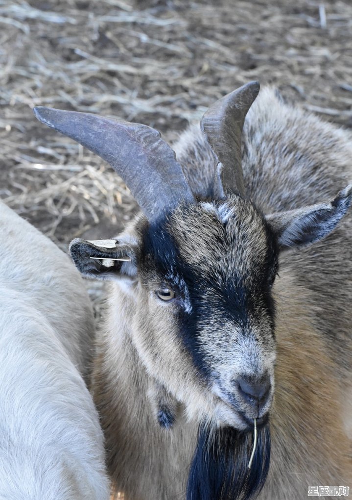 豕是什么动物，畜是什么生肖 - 星座运势