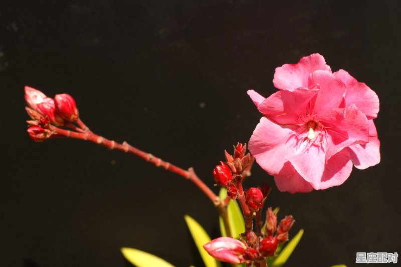 射手座最近三天桃花运，今日正确星座运势 - 星座运势