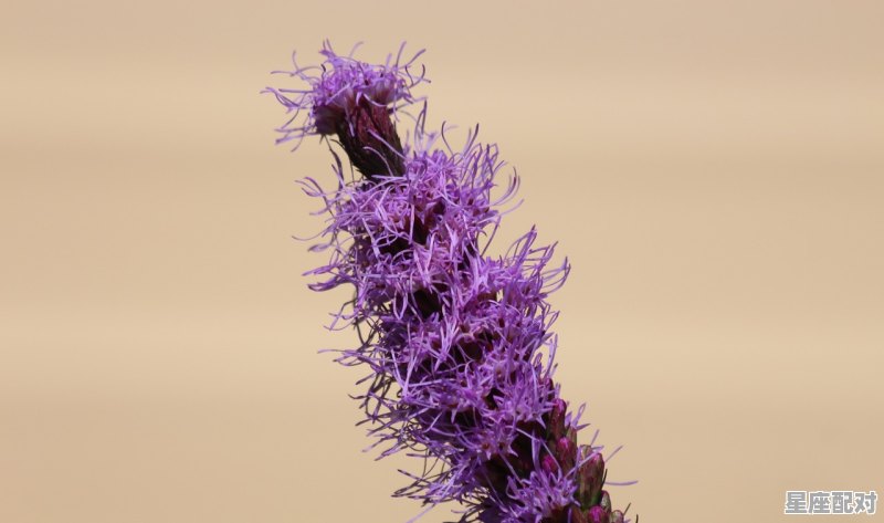 什么是紫微斗数_水平今日运势紫薇 什么是紫微斗数_水平今日运势紫薇 - 星座运势