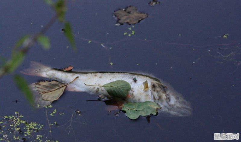 梦为鱼而没于渊什么意思_梦鱼野是什么的品牌 - 星座运势