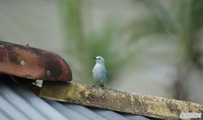 2022年立春后哪天属鸡,属鸡今日运势今天 2022年立春后哪天属鸡,属鸡今日运势今天 - 星座运势