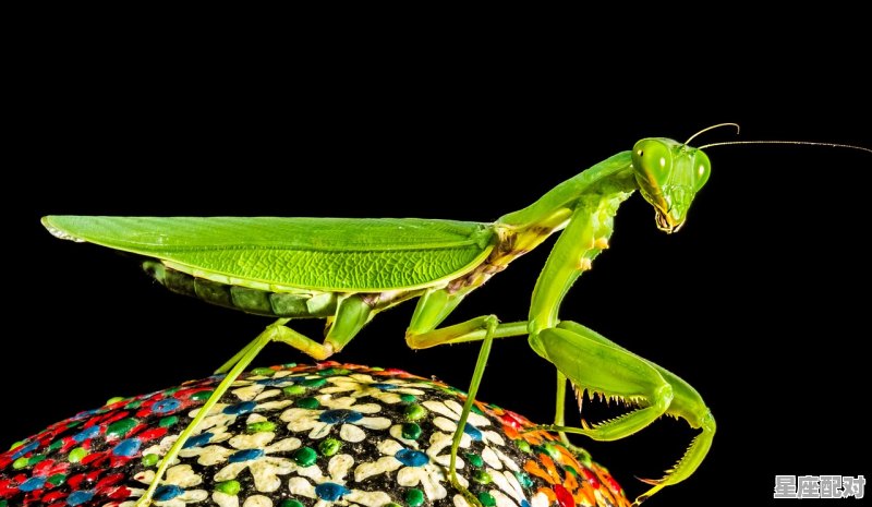 鱼变龙是什么含义_水中龙的寓意是什么 鱼变龙是什么含义_水中龙的寓意是什么 - 星座运势