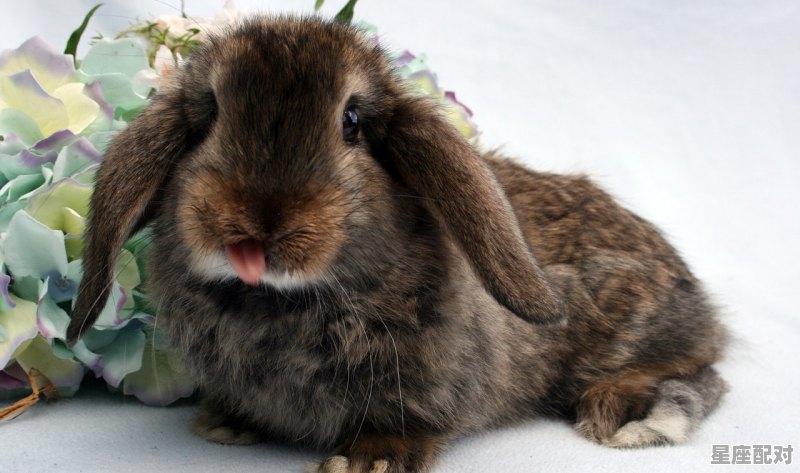 40周岁的人属啥,40什么生肖 40周岁的人属啥,40什么生肖 - 星座运势