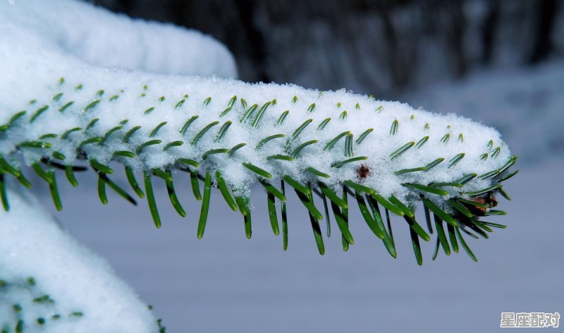 松树代表什么生肖,日出是什么生肖 松树代表什么生肖,日出是什么生肖 - 星座运势