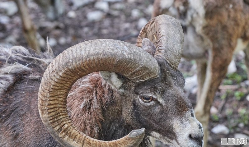 为什么说摩羯男和白羊女是绝配,属兔白羊座男生性格 - 星座运势